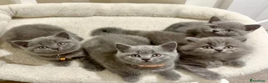 British Shorthair 3