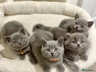 British Shorthair cats 🏆BSH kittens🏆 3/5 reserved, ready in 4 days 🩷 - Advert 2