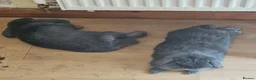 Mini Lop rabbits for sale: 2 mini lop bunnies  in Cheltenham - Advert 2