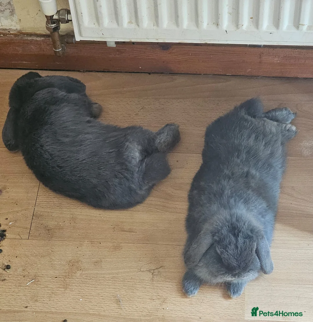 Mini Lop rabbits for sale: 2 mini lop bunnies  in Cheltenham - Advert 2