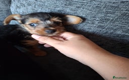 Mixed Breed dogs for sale: One healthy Dorkie ready to go  - Image 8