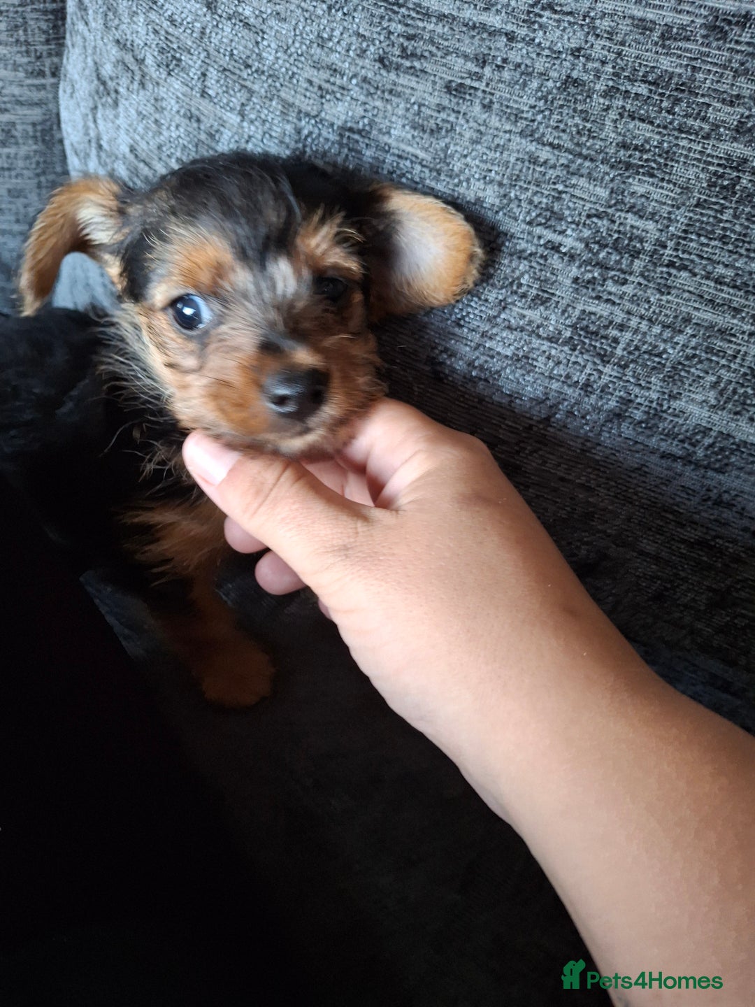 Mixed Breed dogs for sale: One healthy Dorkie ready to go  - Image 8