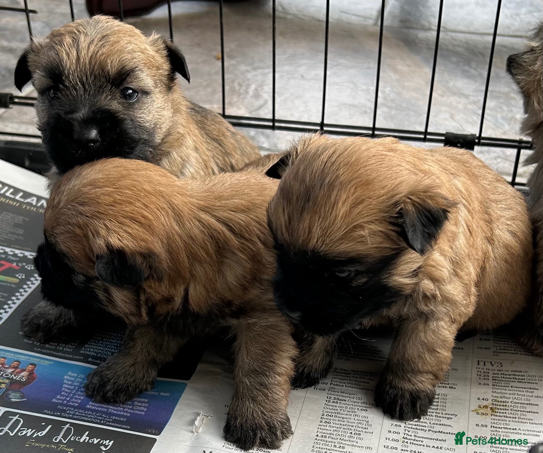Cairn Terrier dogs for sale: Gorgeous Cairn Terrier Puppys - Advert 2