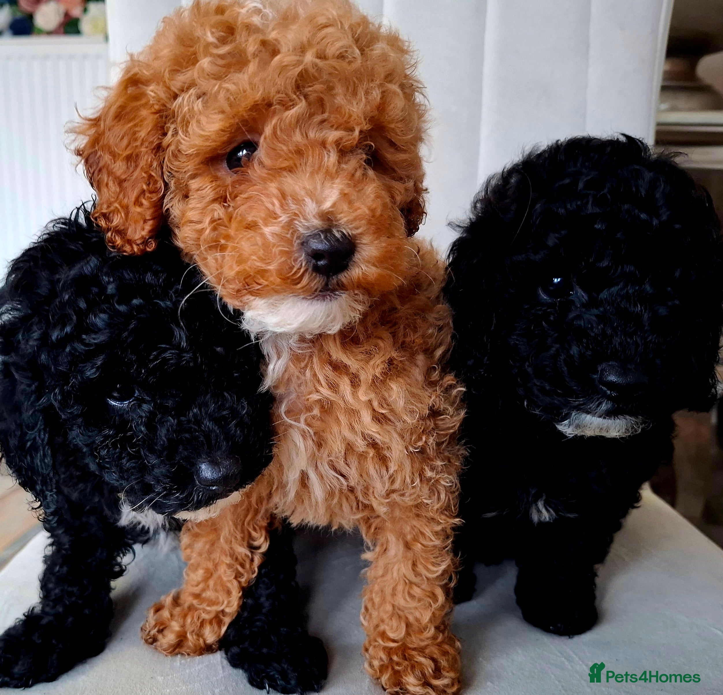 Toy Poodle dogs Toy poodle 🐩 pure breed  - Advert 5