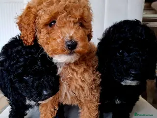 Toy Poodle dogs Toy poodle fully health checked pure breed - Advert 14