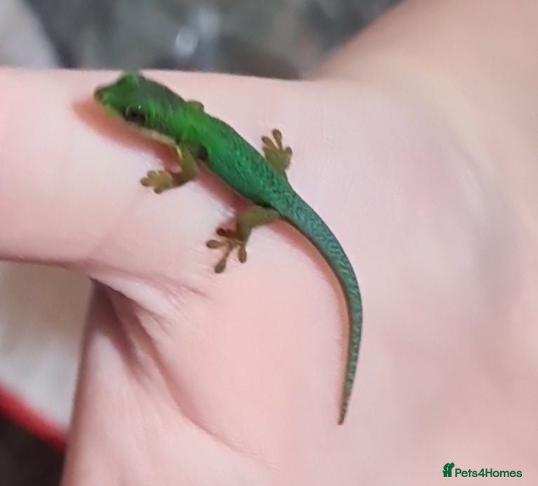 Gecko reptiles Baby Peacock geckos  - Advert 7