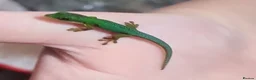 Gecko reptiles for sale: Baby Peacock geckos  - Advert 1