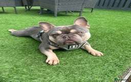 French Bulldog dogs for stud: LOKI “THE SON OF MISCHIEF” lilac Tan  in Coatbridge - Image 3