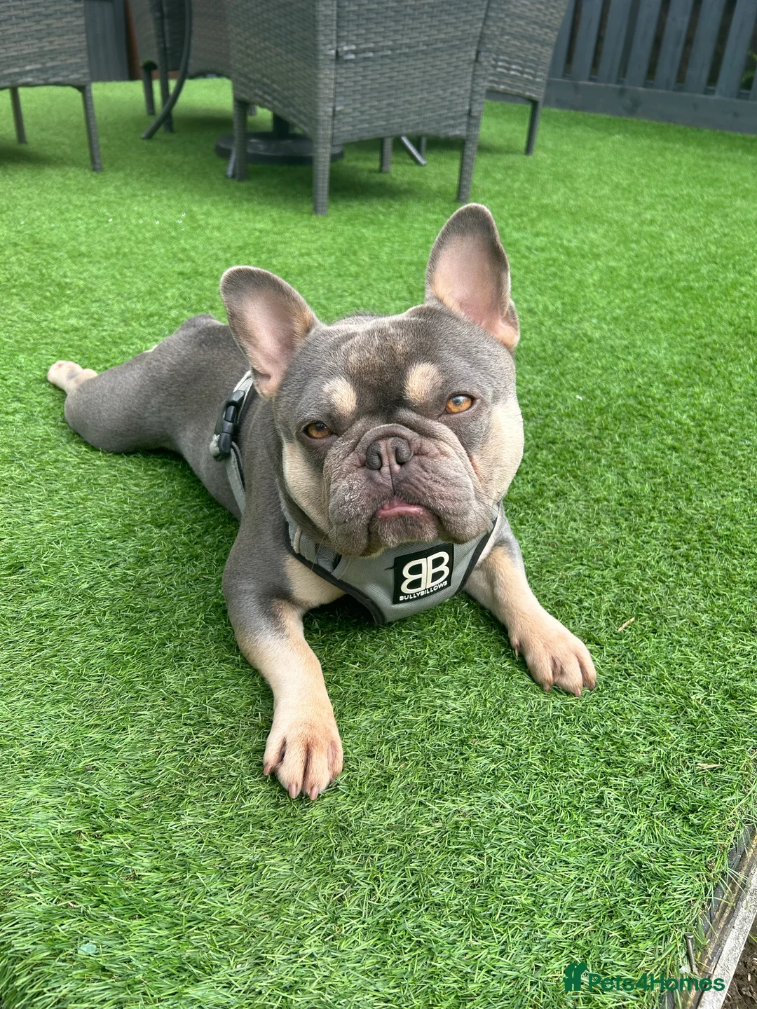 French Bulldog dogs for stud: LOKI “THE SON OF MISCHIEF” lilac Tan  in Coatbridge - Advert 3