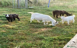 Goats livestock for sale: Gorgeous pigmy goats for sale - Image 7