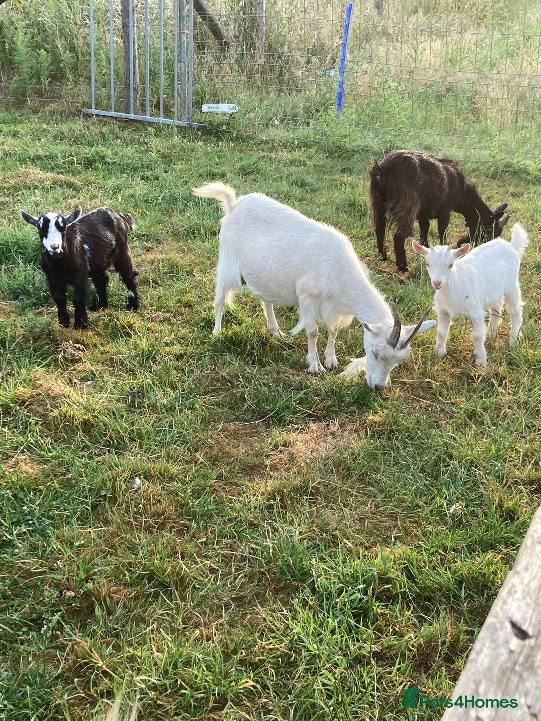 Goats livestock for sale: Gorgeous pigmy goats for sale - Image 7