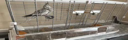Cockatiels birds for sale: Hand tame grey faced female cockateil  in Liverpool - Advert 2