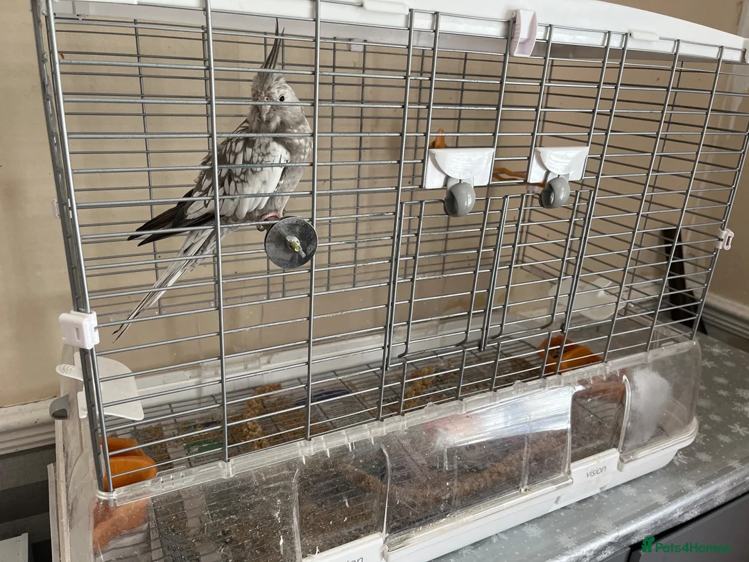 Cockatiels birds for sale: Hand tame grey faced female cockateil  in Liverpool - Advert 2