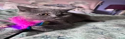 British Shorthair cats for sale: 2 Affectionate, Playful, Loving BSH Female Kittens in Gravesend - Advert 3