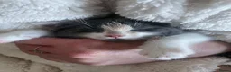Domestic Shorthair cats for sale: Two 6 month old kittens  in Wallsend - Advert 6