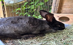 Continental Giant rabbits for sale: Black Continental Giant Rabbits - Image 4