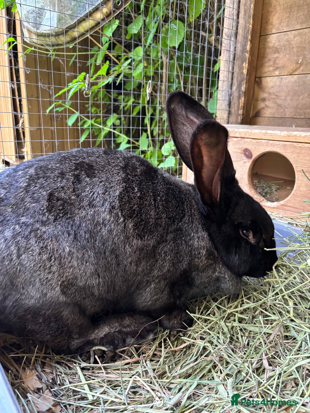 Continental Giant rabbits for sale: Black Continental Giant Rabbits - Image 4