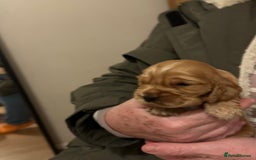 Cocker Spaniel dogs for sale: KC Stunning Golden Show-Type Cocker Spaniel  - Advert 4