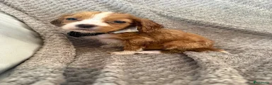 Cocker Spaniel 6