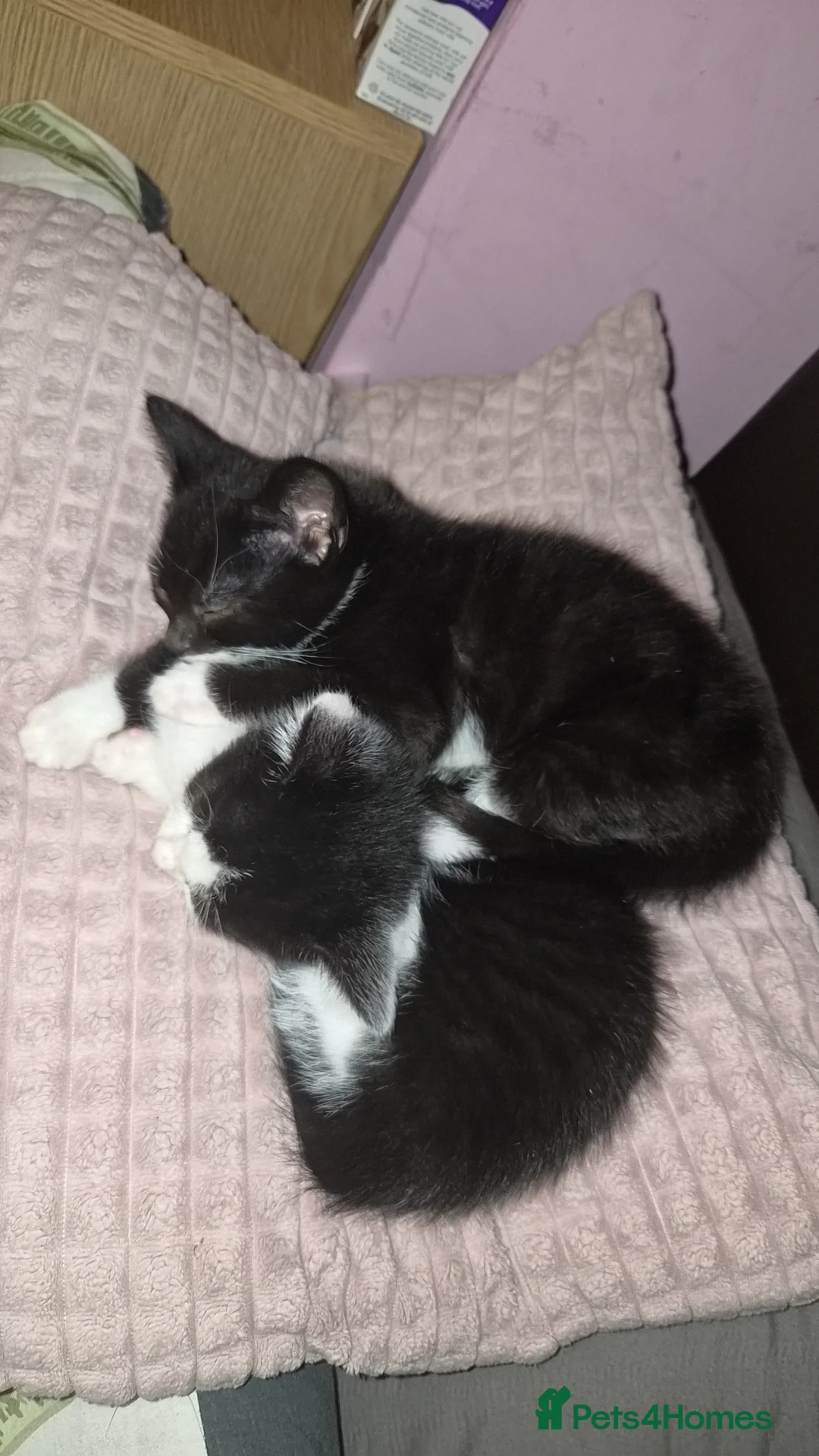 Mixed Breed cats for sale: 2 male and 1 female kitten forsale in Blackburn - Advert 1