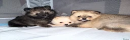 Pomeranian dogs for sale: Pomeranian puppies  - Advert 7