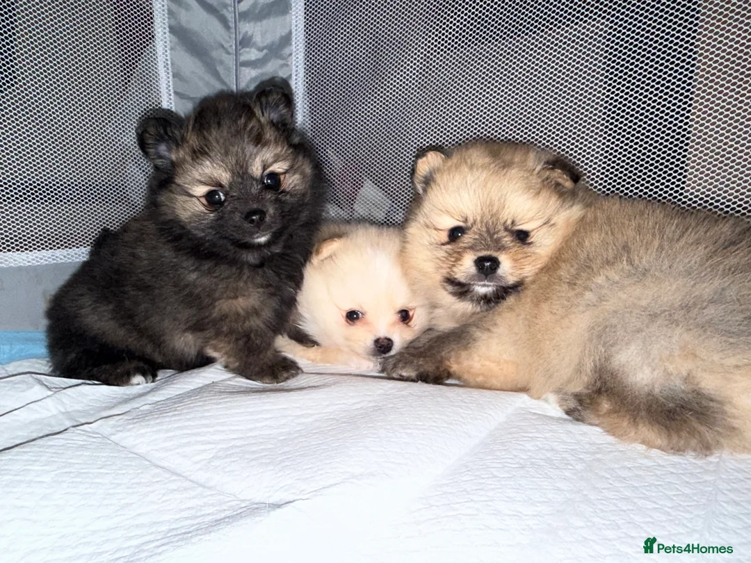 Pomeranian dogs for sale: Pomeranian puppies  - Advert 7