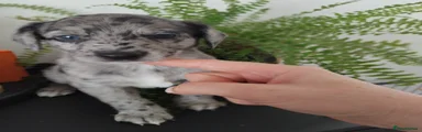 Cockapoo 2 blue