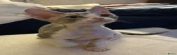 Devon Rex cats for sale: Two beautiful Devon Rex Boys - Advert 3