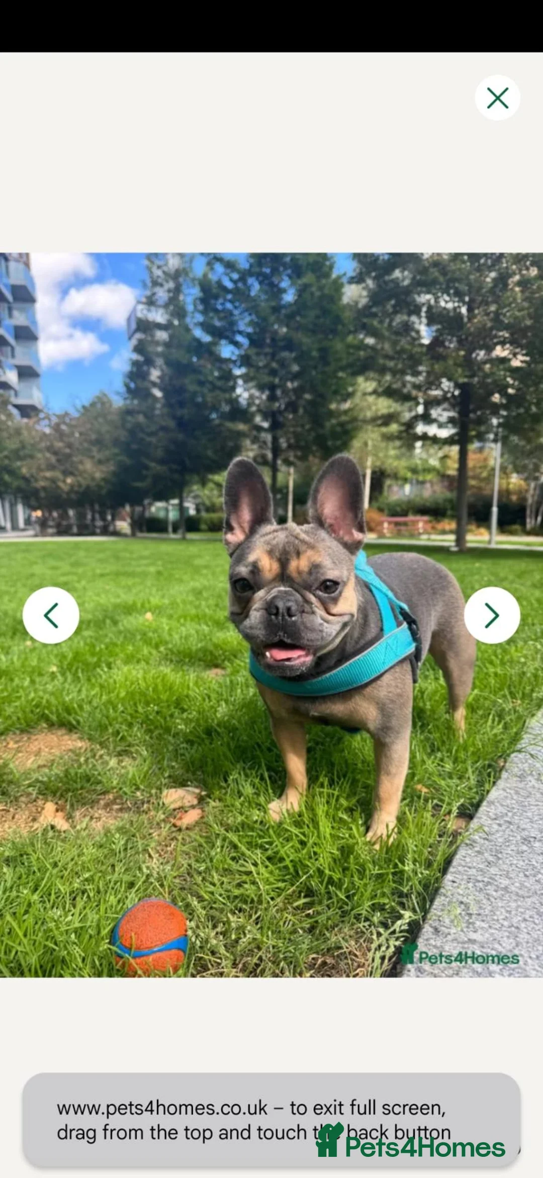 French Bulldog dogs for sale: French Bulldog  - Advert 9
