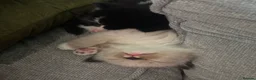 Ragdoll cats for sale: Ragdoll x Domestic Tortoiseshell Shorthair Kittens - Advert 20