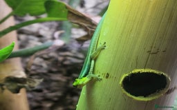 Gecko reptiles for sale: Phelsuma Klemmeri neon day gecko juveniles - Image 5