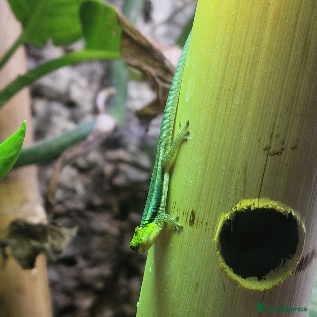 Gecko reptiles for sale: Phelsuma Klemmeri neon day gecko juveniles - Image 5
