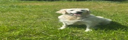 Golden Retriever dogs for sale: 7 year old cream Goldie girl  - Advert 4