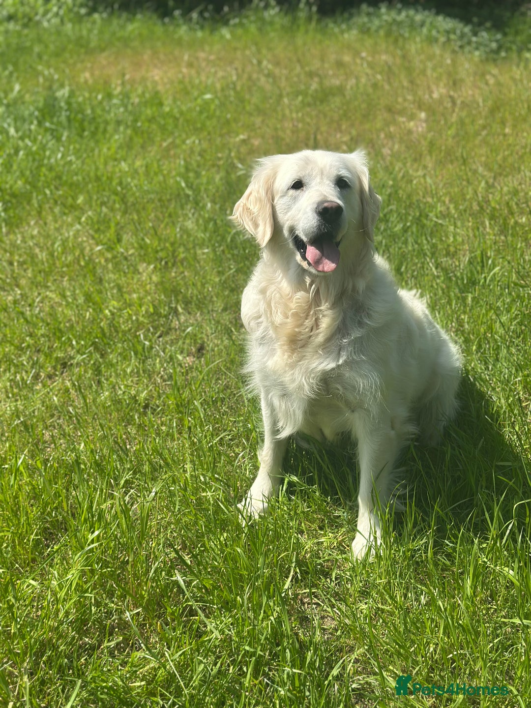Golden Retriever dogs for sale: 7 year old cream Goldie girl  - Advert 4