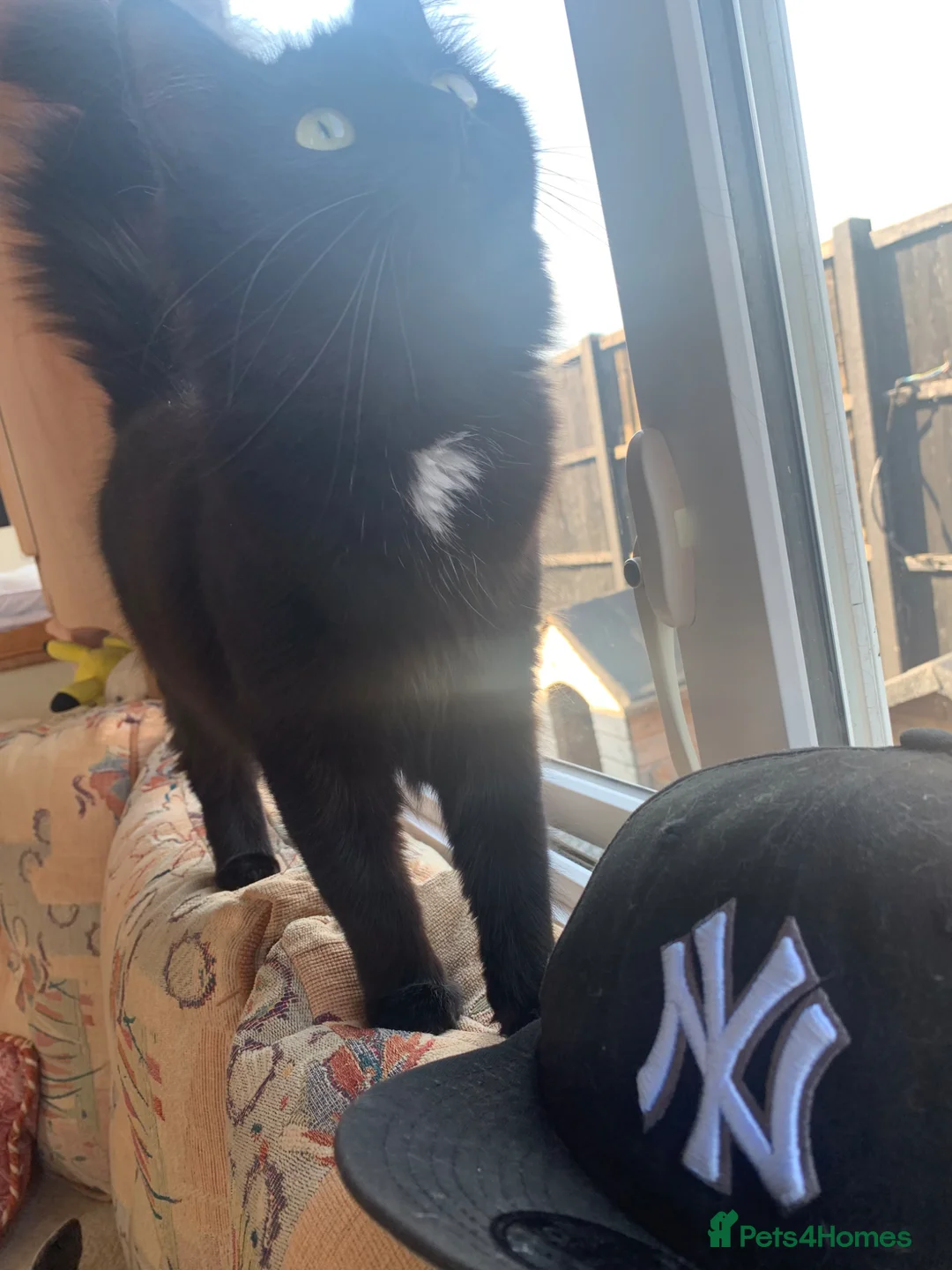 Mixed Breed cats for sale: black mixed breed cats for sale  in Billingshurst - Advert 2