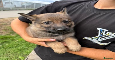 German Shepherd dogs - Advert 2