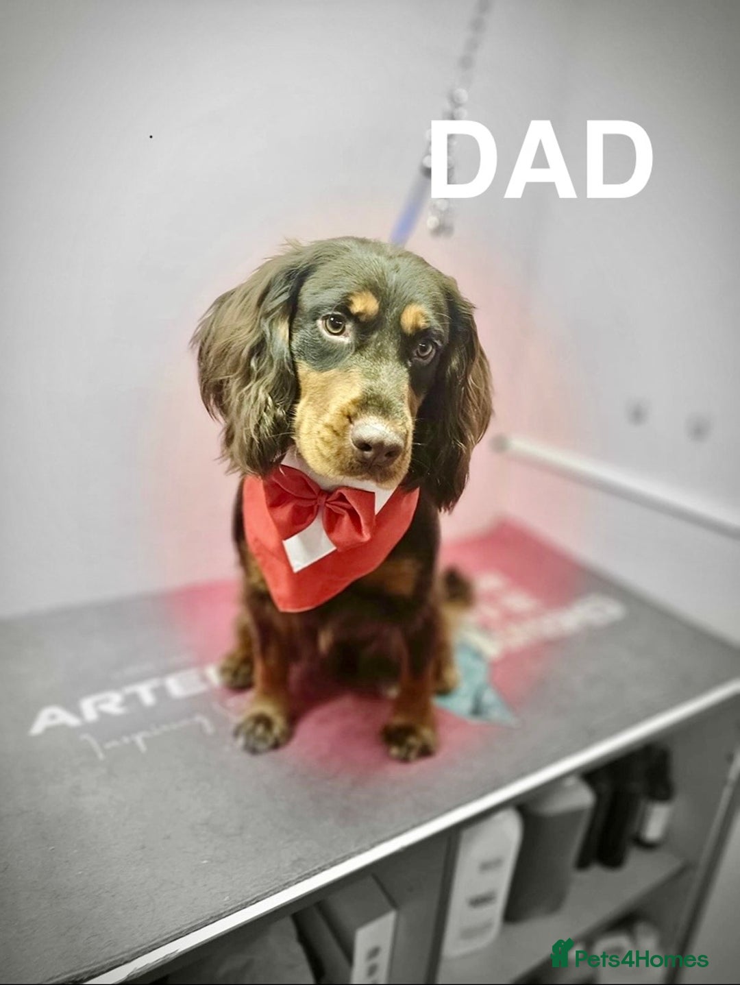 Cocker Spaniel dogs for sale: 5th GENERATION with FTCH CHAMPION BLOODLINE 😍 - Advert 7