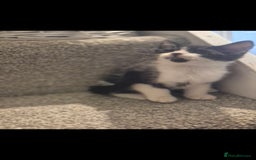 Mixed Breed cats for sale: 5 adorable kittens READY NOW - Image 8