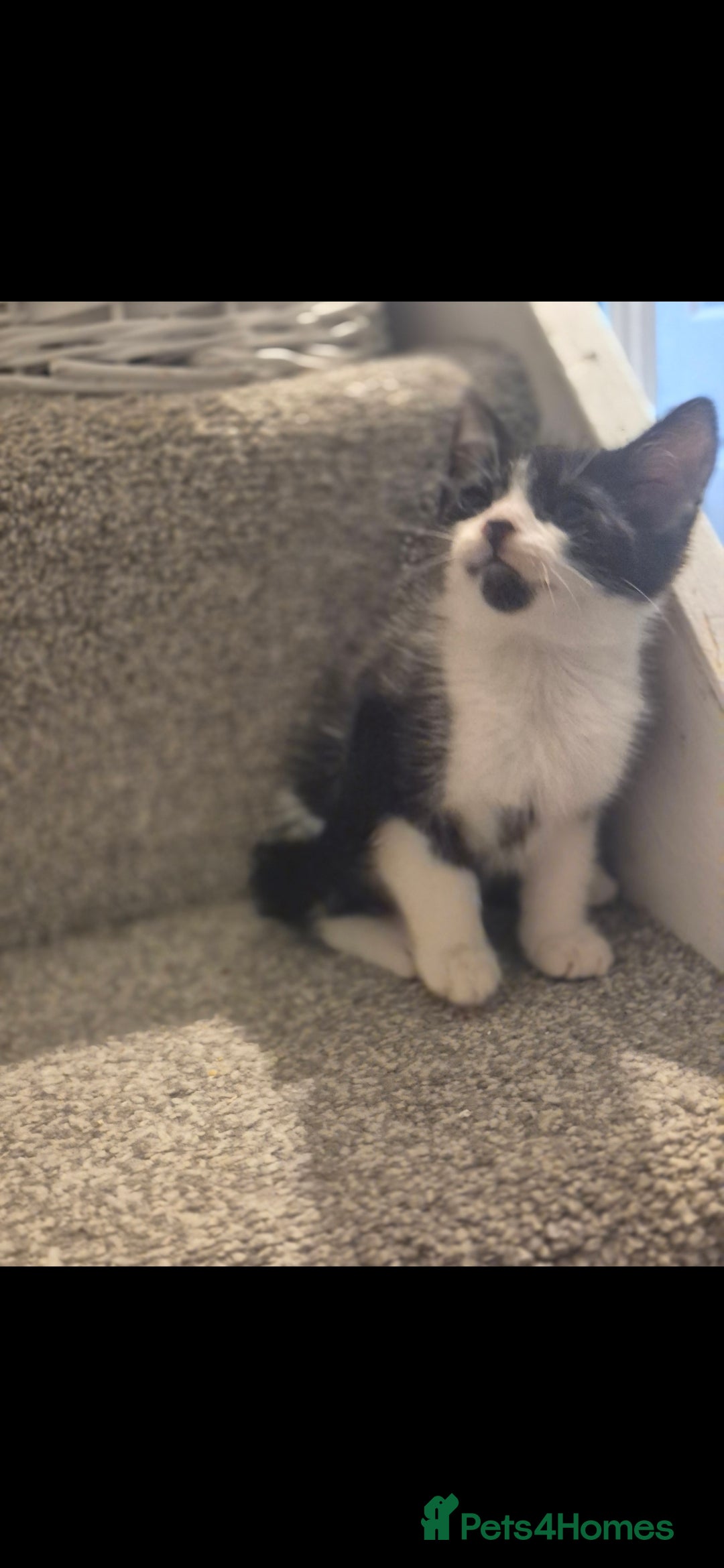 Mixed Breed cats for sale: 5 adorable kittens READY NOW - Image 8