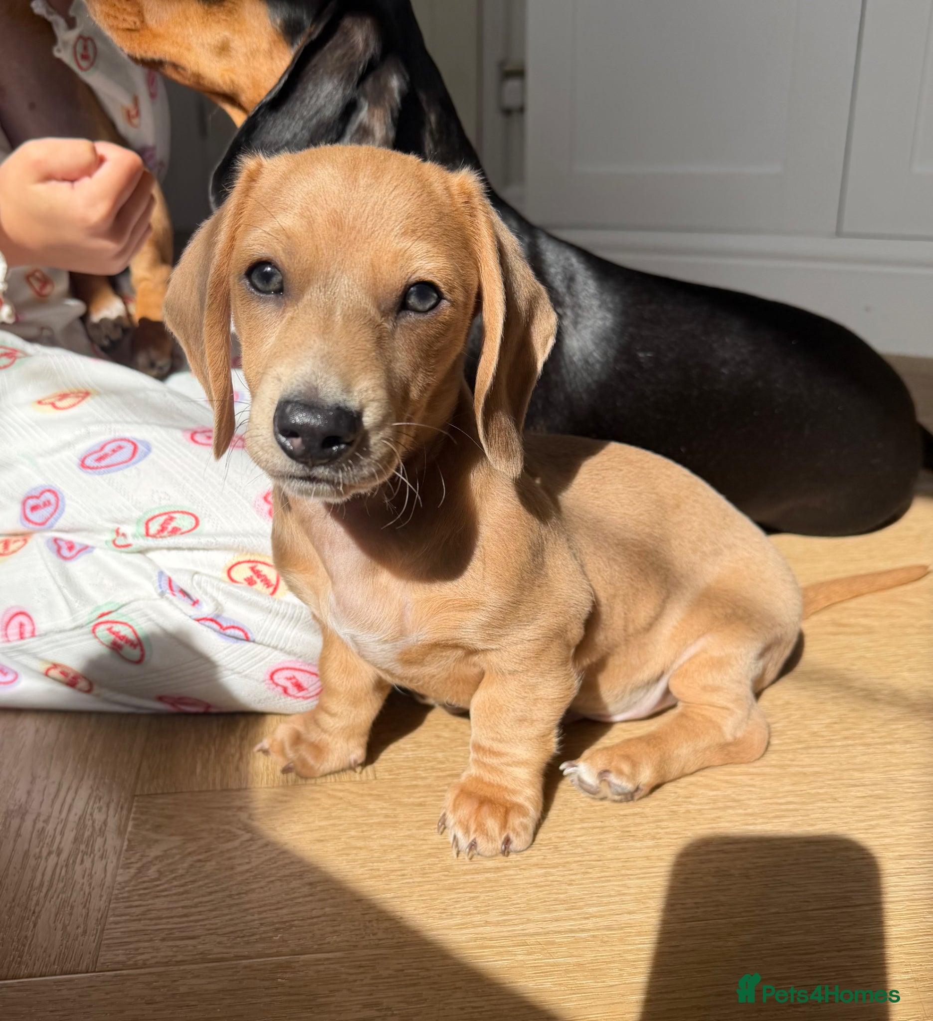 Miniature Dachshund dogs ✨ LAST BOY ✨ KC shaded cream miniature dachshund✨ - Advert 17