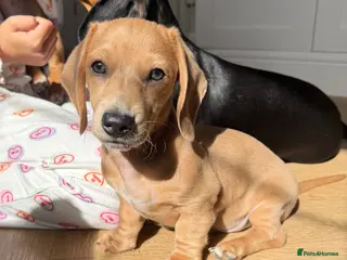 Miniature Dachshund dogs ✨ LAST BOY ✨ KC shaded cream miniature dachshund✨ - Advert 17