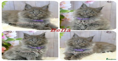 Maine Coon cats - Advert 10