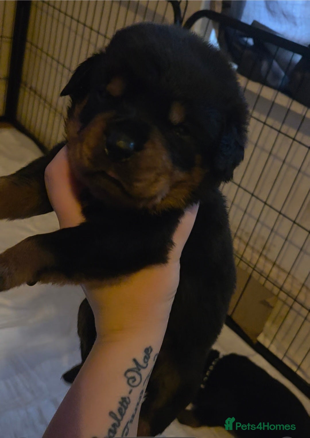 Rottweiler dogs for sale: Rottweiler puppies - Advert 12