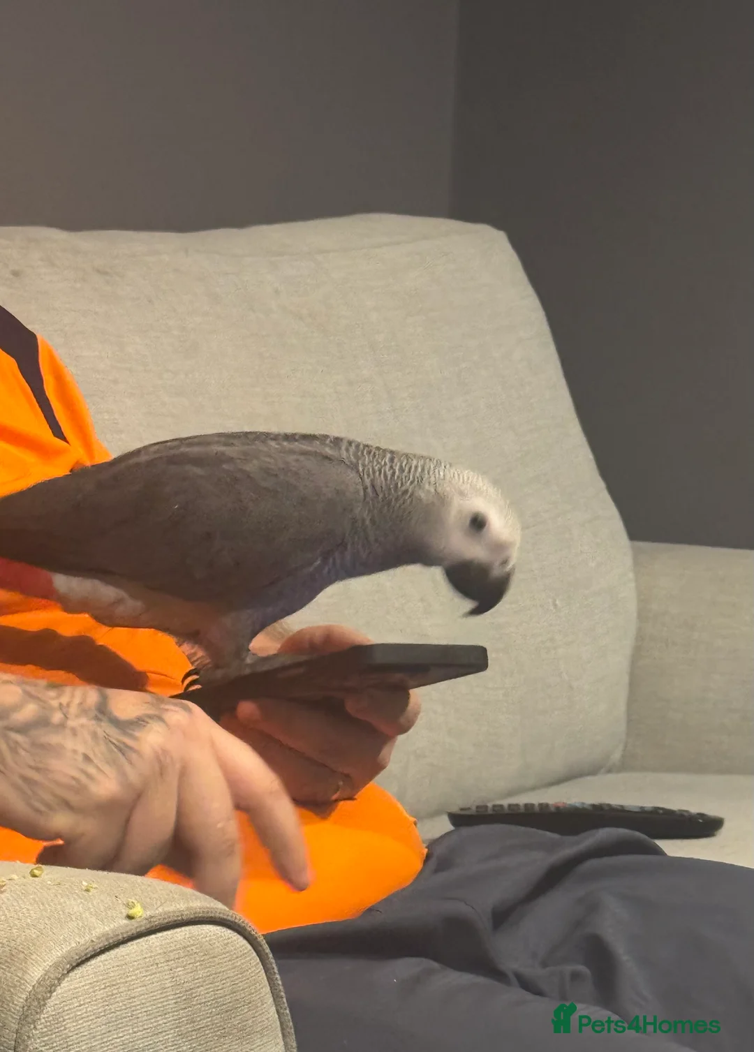 Parrots birds for sale: 14 week old African grey  - Advert 5