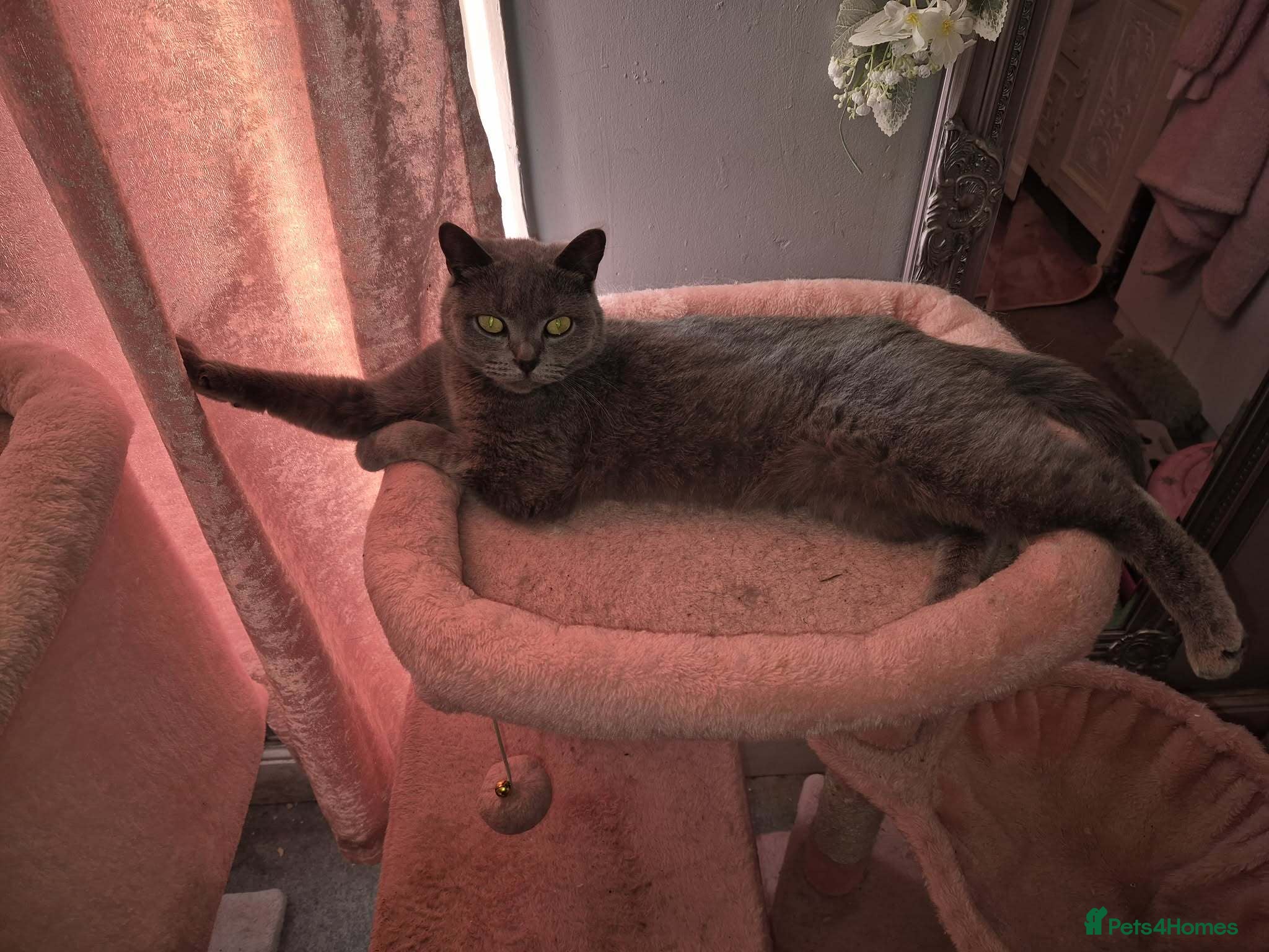 British Shorthair cats Saffron - Advert 3