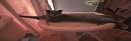 British Shorthair cats for sale: Saffron - Advert 1