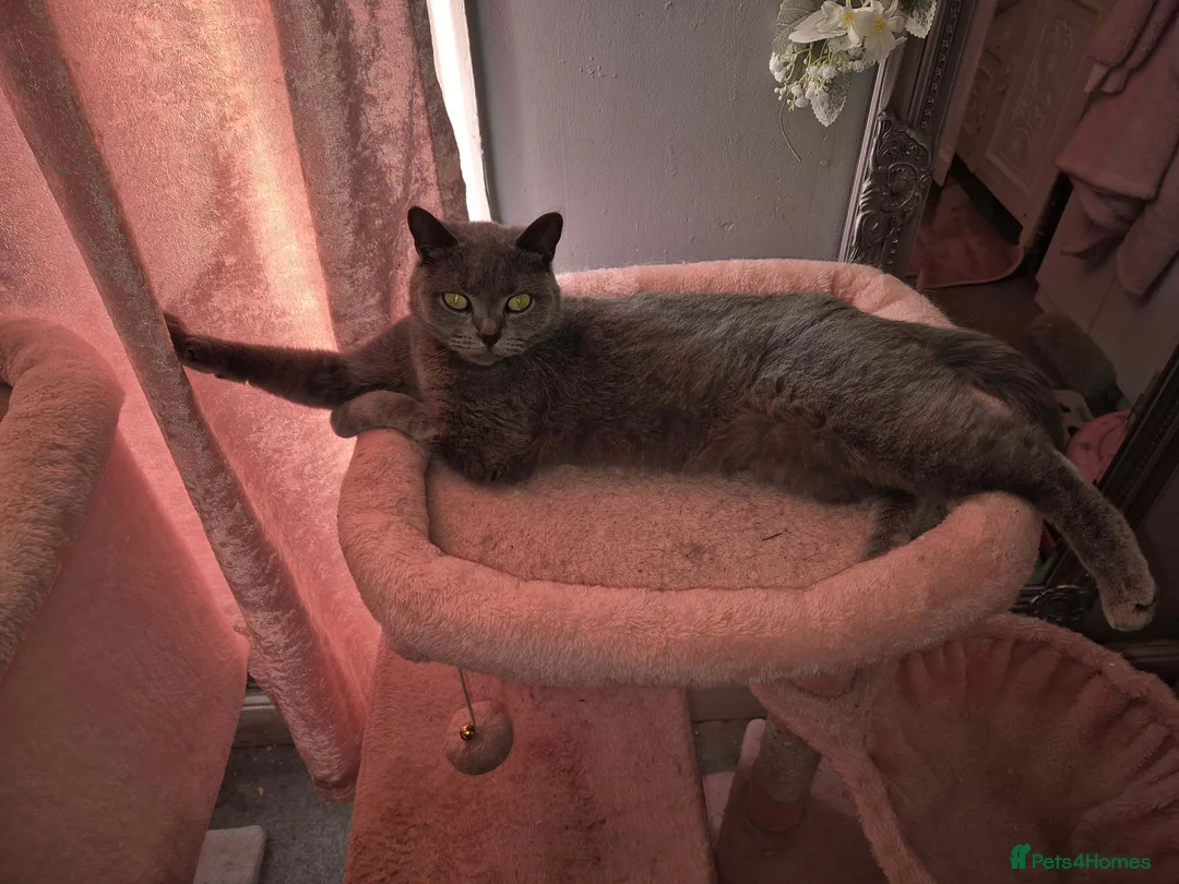 British Shorthair cats for sale: Saffron - Advert 1
