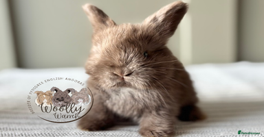 Angora rabbits - Advert 7