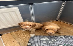 Cocker Spaniel dogs for sale: Cocker spaniel puppy  - Image 4