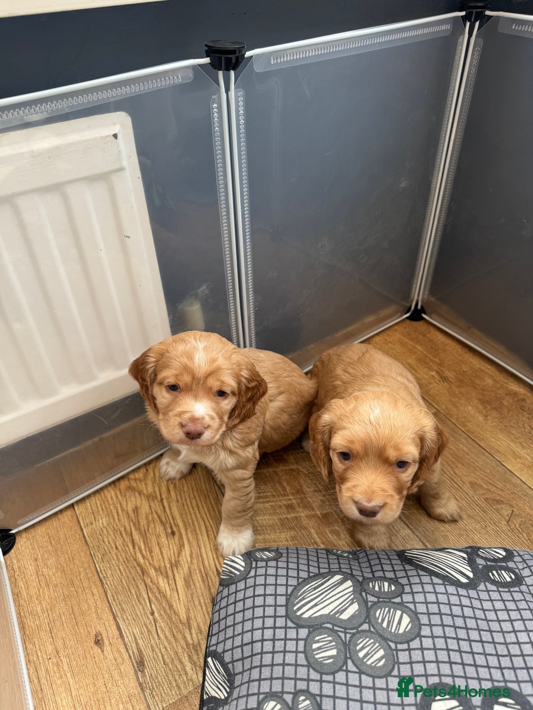 Cocker Spaniel dogs for sale: Cocker spaniel puppy  - Image 4